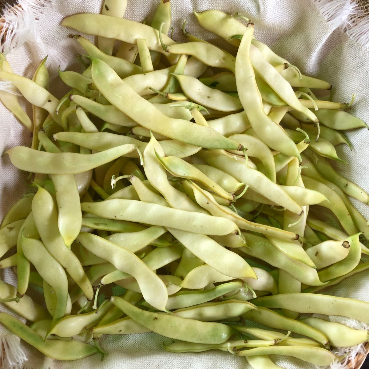 Meet the humble Romano&nbsp;bean